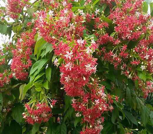 Cây hoa sử quân tử siêu đẹp