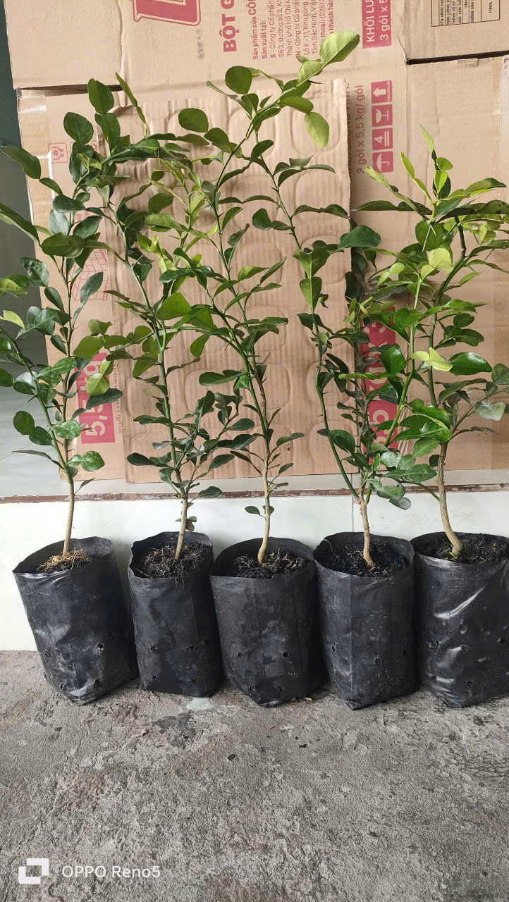 Cây chúc. Chanh thái. 5 cây. HÀNG ĐẸP