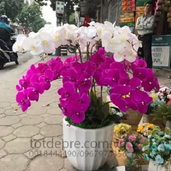 Lan Hồ Điệp - Hoa Giả Siêu Đẹp