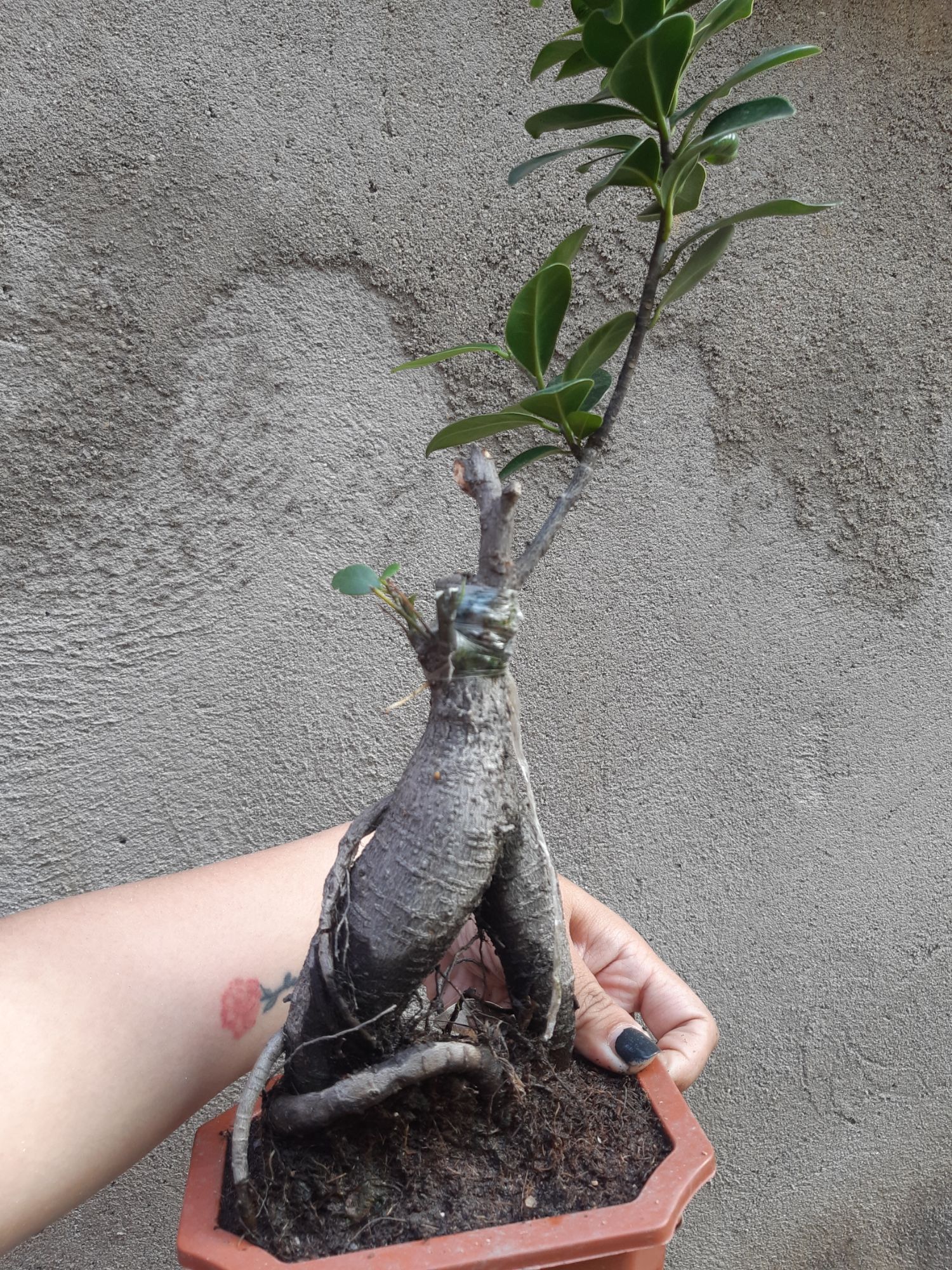 cây si nhật bonsai