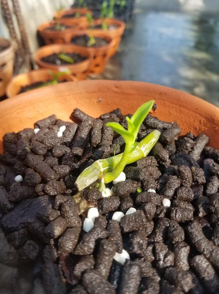 Phân bón trùn quế tan chậm Vermis