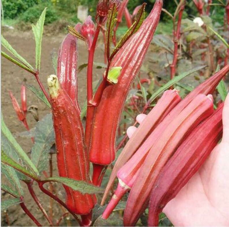 Hạt giống đậu bắp đỏ  - giàu dinh dưỡng - dễ trồng, siêu trái