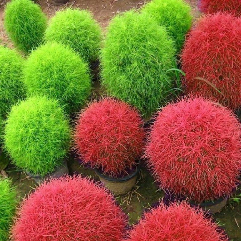 Hạt giống cỏ đổi màu ( tặng kèm phân bón , kích mầm )