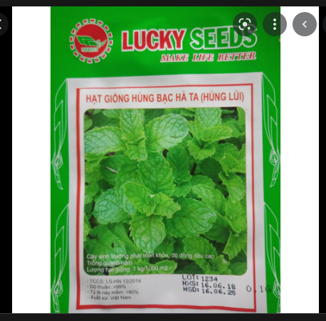 Hạt Giống Húng Lủi (bạc hà ta)