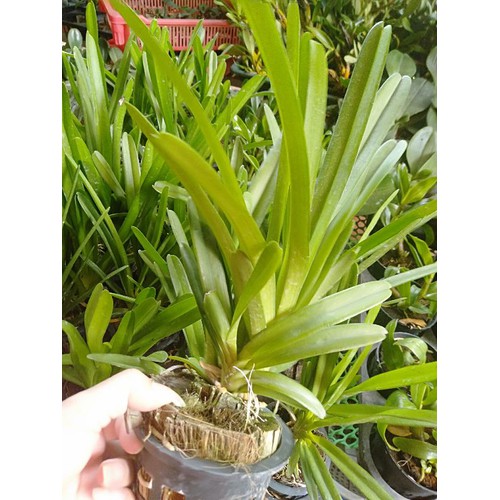 Hoa phong lan kiếm ngọc bích dê