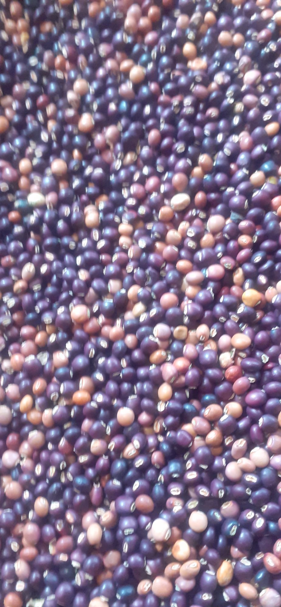 1kg hạt đậu săng
