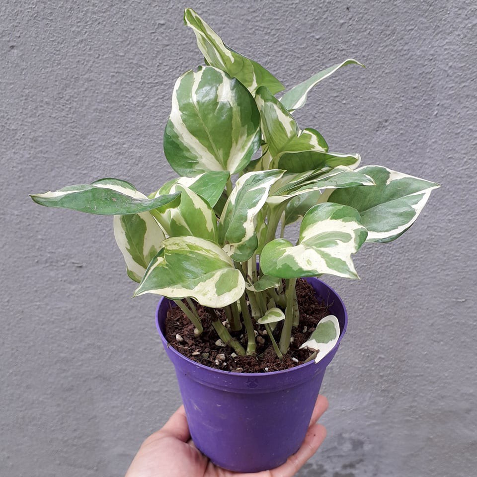 TRẦU BÀ SỮA--TRẦU BÀ CẨM THẠCH (ĐỘT BIẾN)
