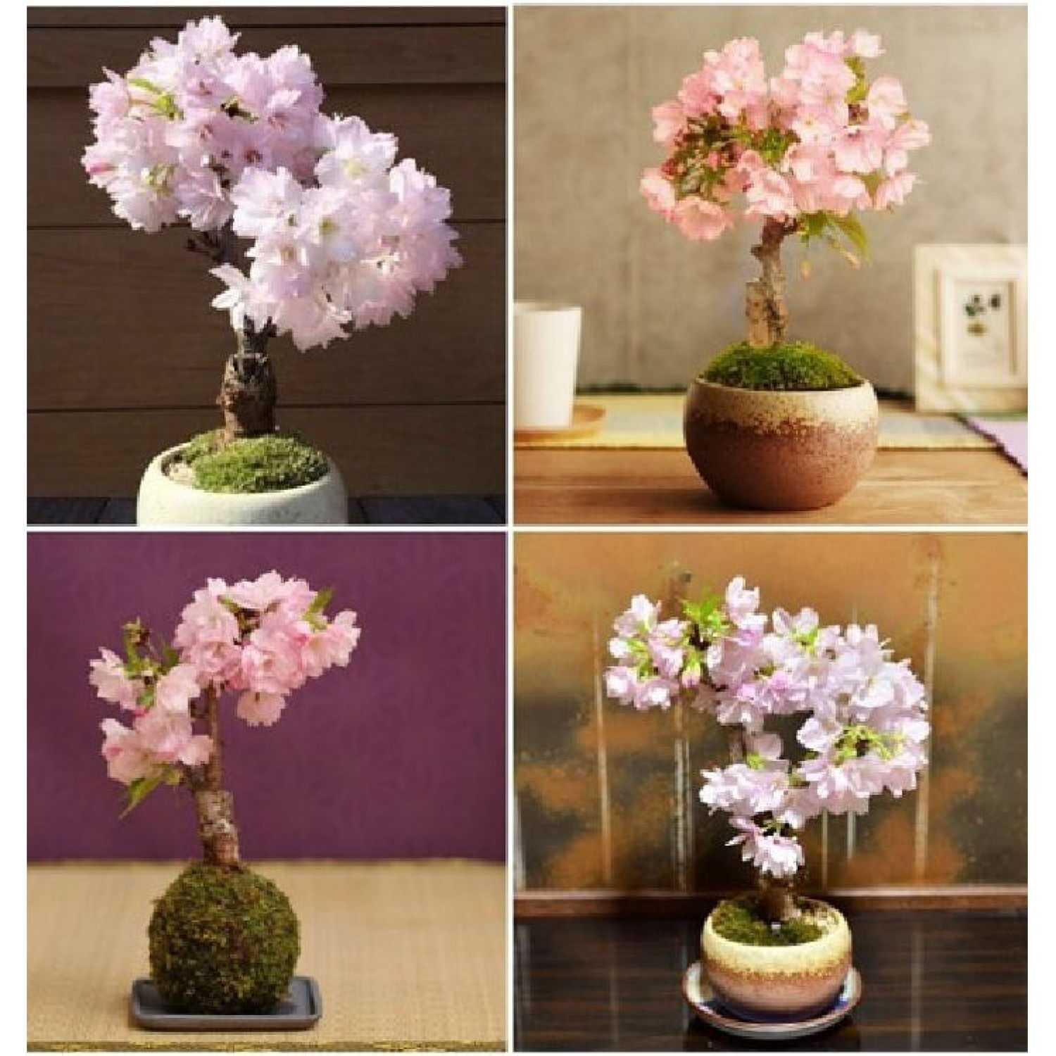 50 Hạt giống hoa anh đào Nhật Bản