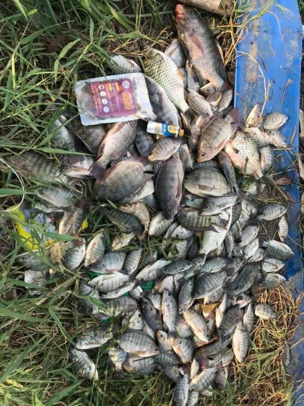 Tinh Mùi Hương Rô Phi