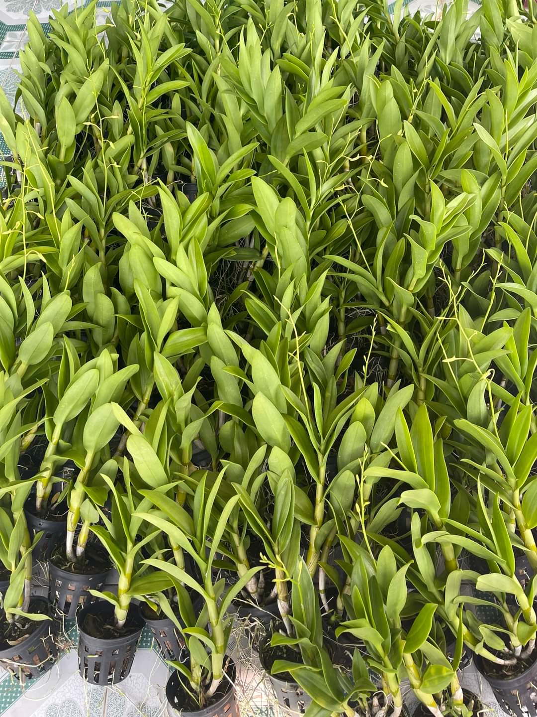 HOA LAN NẮNG THỎ BERRY
