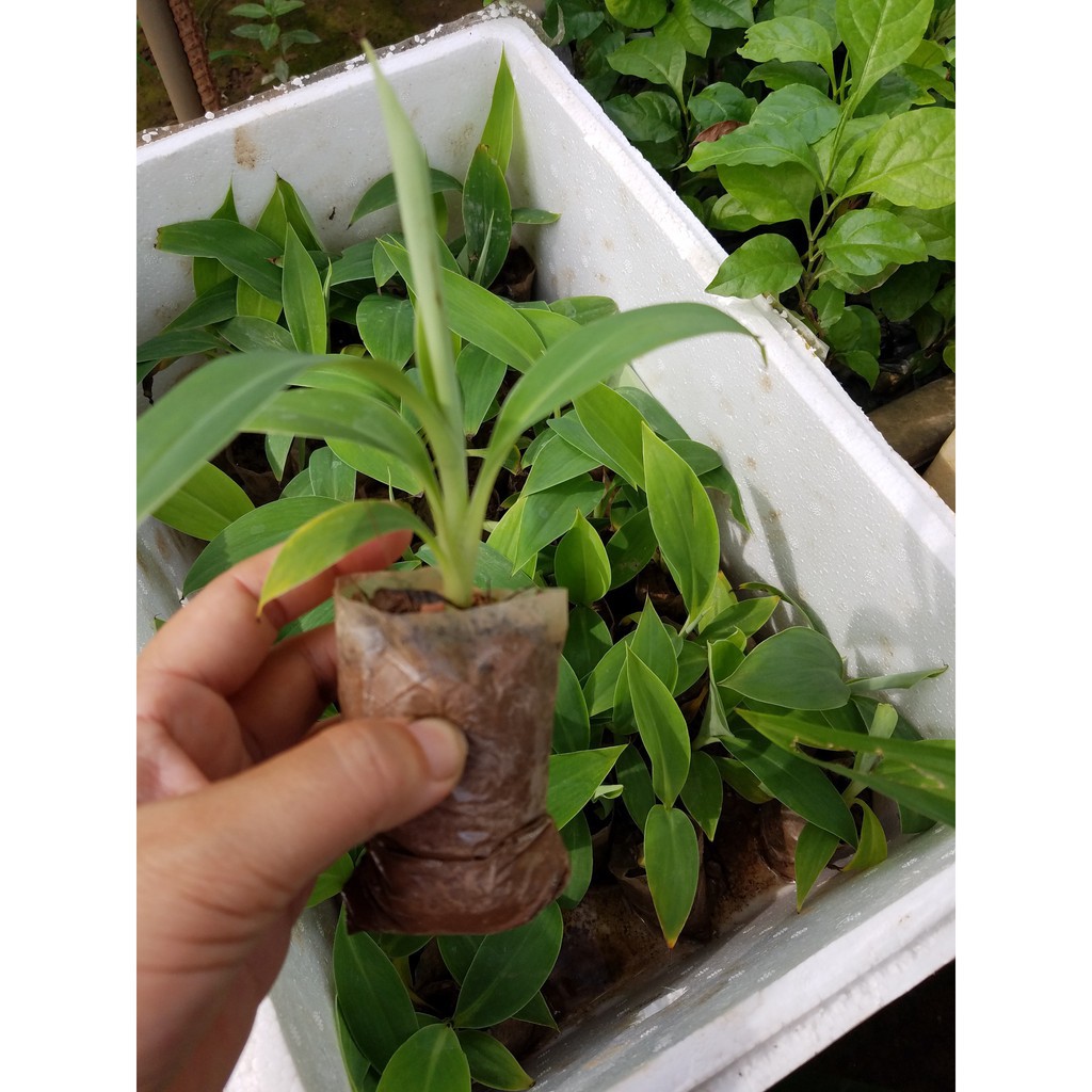 [ Xả - Cắt Lỗ ] Chuối tây thái cấy mô combo 5 cây - Đơn hàng thanh toán trước tặng 1 cây giống cùng loại