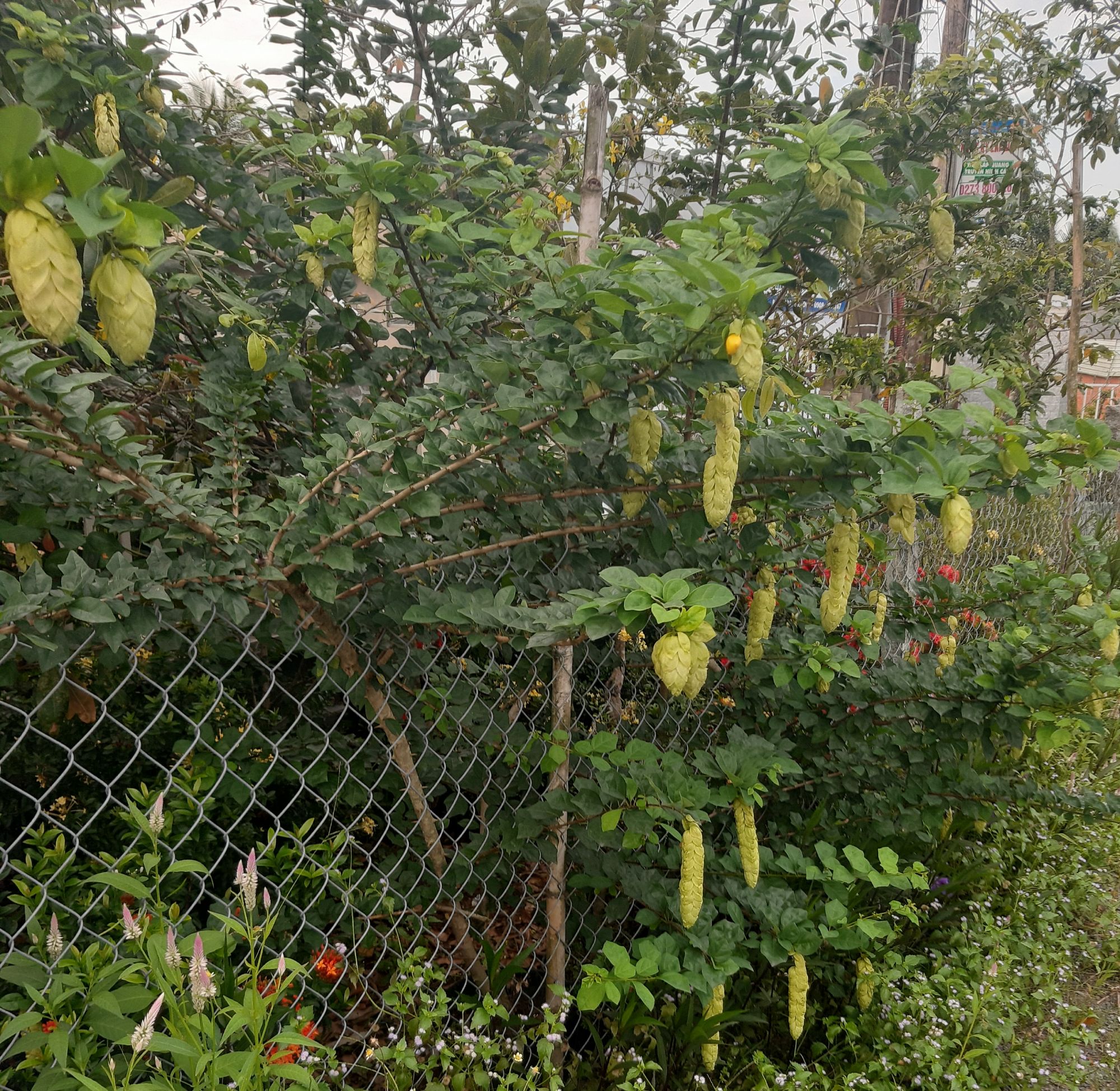 cây huyền trân công chúa 1 cây