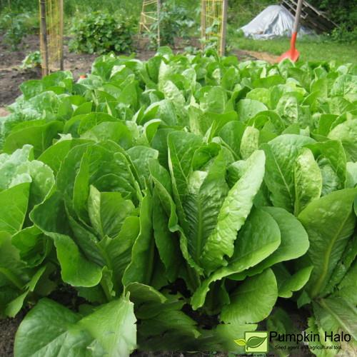 [HCM]Xà Lách Romaine Xanh -gói 2gram hạt .