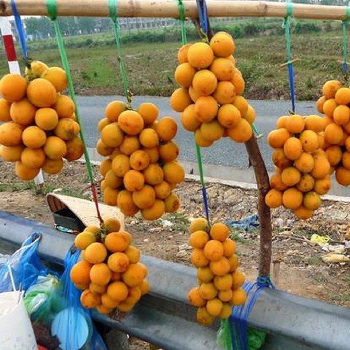 Cây giống Thanh trà ngọt - C087