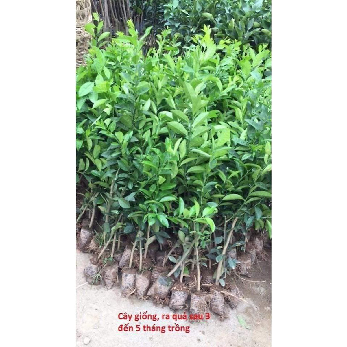 sản phẩm CÂY CHANH ĐỎ