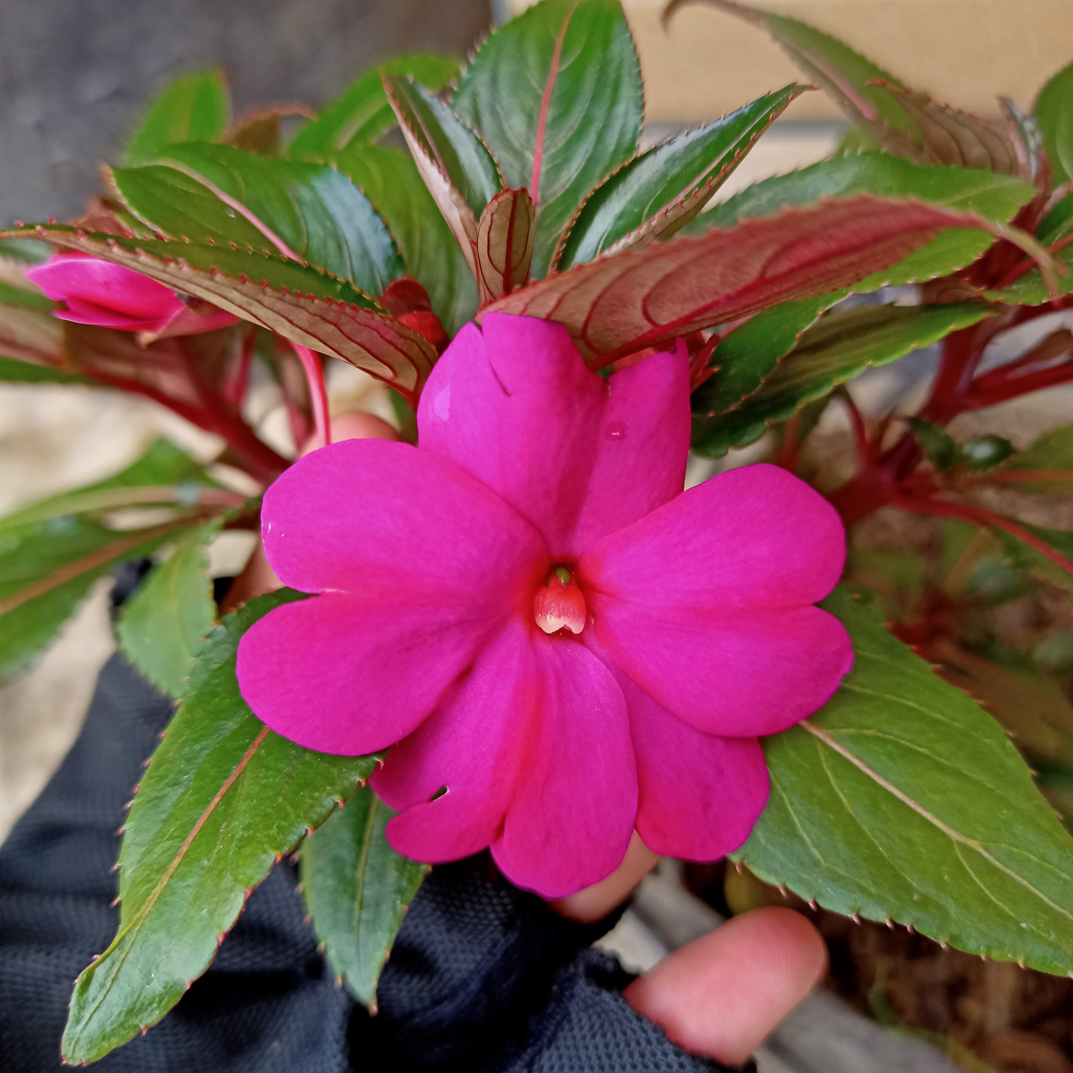 Chậu cây mai dạ thảo, mai địa thảo, Impatiens walleriana - Summer Garden