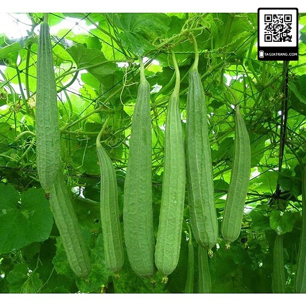 Hạt giống mướp khía