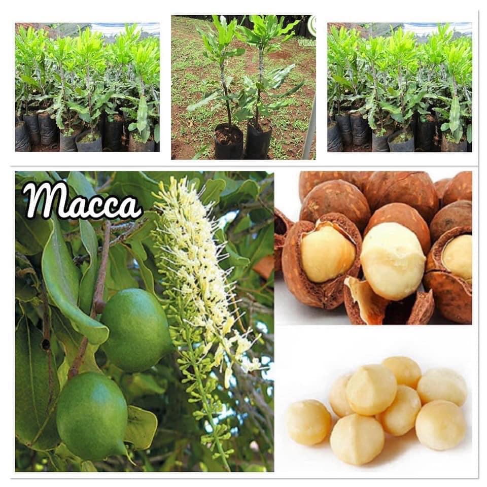Cây giống MẮC CA ghép [ Cây ghép được 2-3 năm, to khỏe, sinh trưởng tốt ].