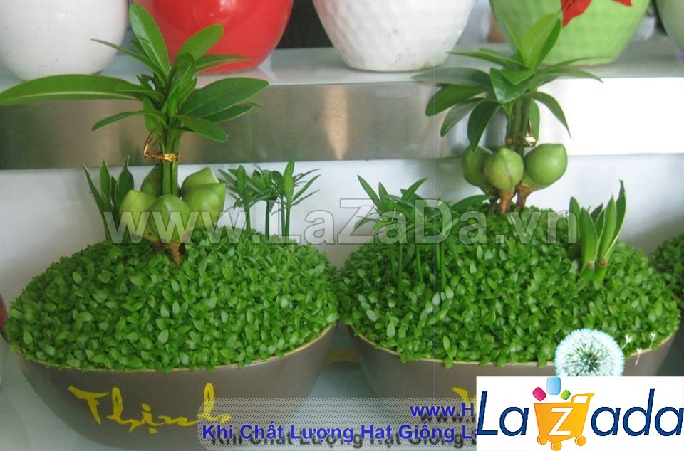 400h Hạt Giống Cỏ May Mắn (TLA0| B30-KD: B30*V45*M170)