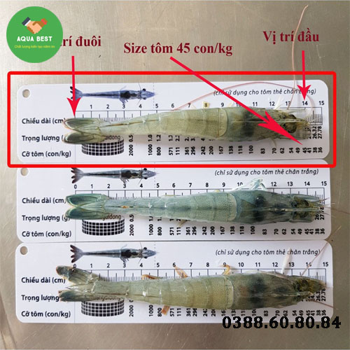 [Chính Hãng] Thước đo chiều dài tôm,Thước đo tôm,Thước đo size tôm, Thước đo kích thước tôm