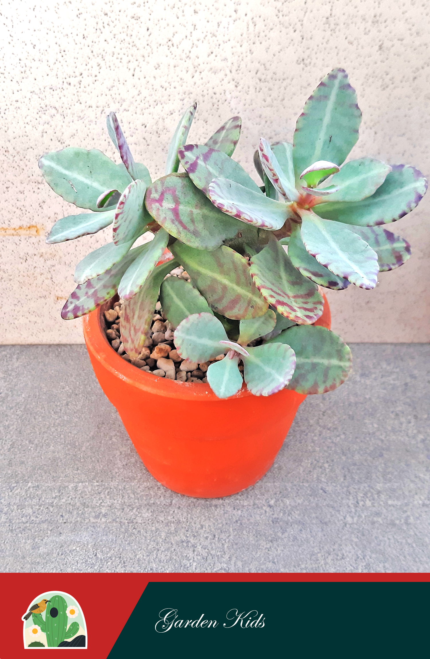 Sen đá gấm viền tím (Kalanchoe Humilis)