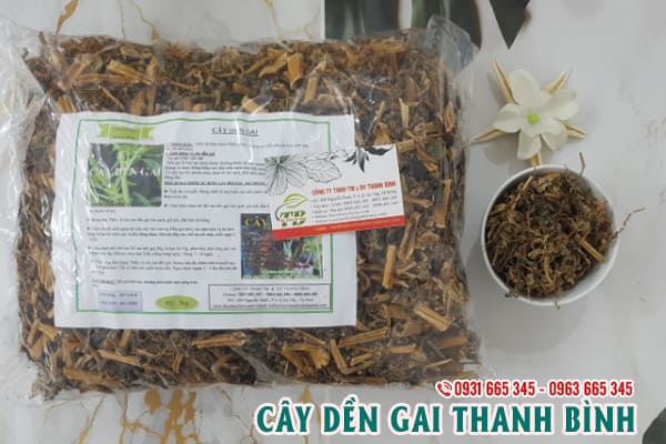 Cây Dền Gai Khô 1KG - Công Ty Thảo Dược Thanh Bình
