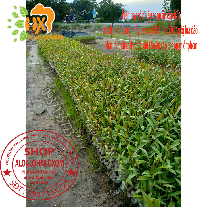 [HCM]Combo 50 cây tràm úc -cây giống