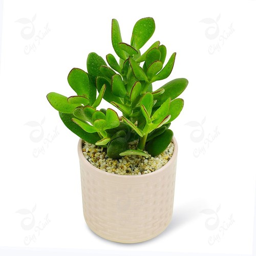 CÂY SEN ĐÁ NGỌC BÍCH,CÂY SEN ĐÁ NGỌC BÍCH - CSDNBNDNB