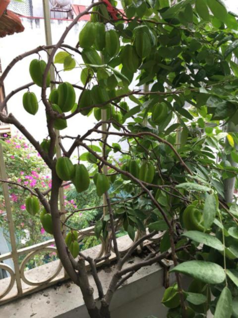 Cây khế Thái....đang trái