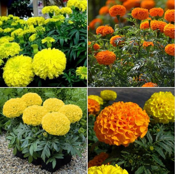 Set of 2 Packages of Marigold Seeds (1 Package of American Marigold + 1 Package of French Marigold) - Vtnt1