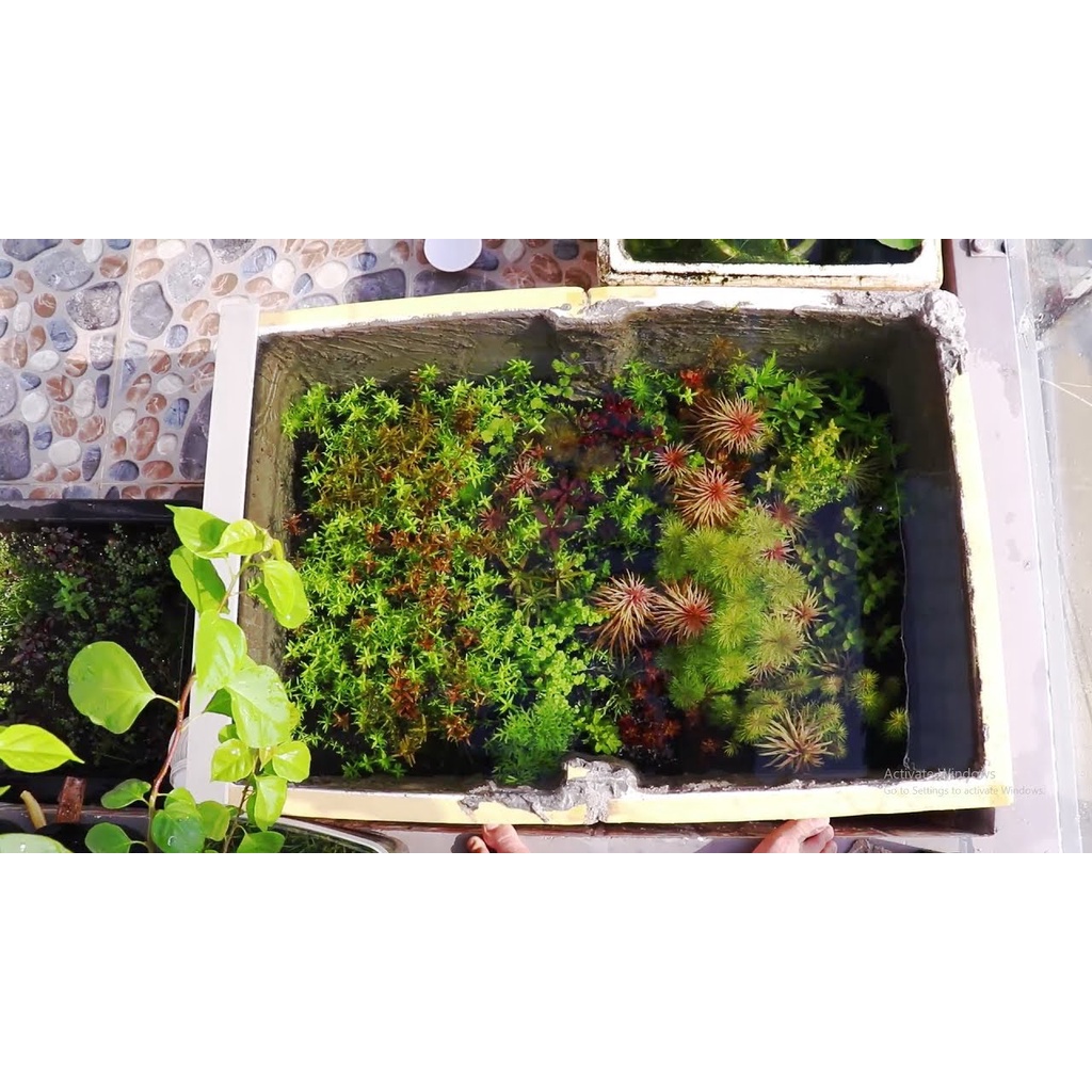cây thủy sinh dễ trồng không co2