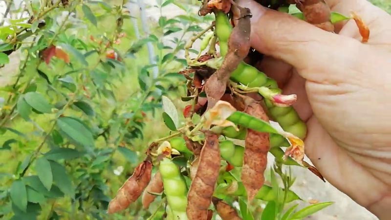 "Gói 20Gram Hạt " Hạt giống đậu săng - đậu chiều