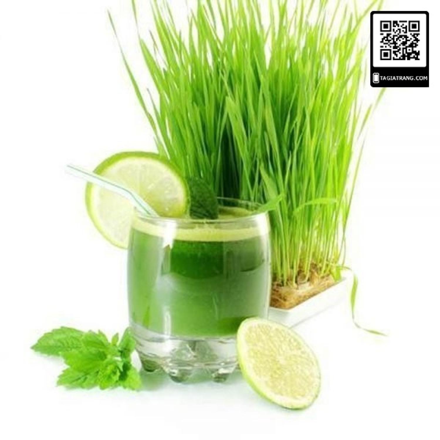 MA400 GÓI 100 Hạt giống mầm lúa mạch