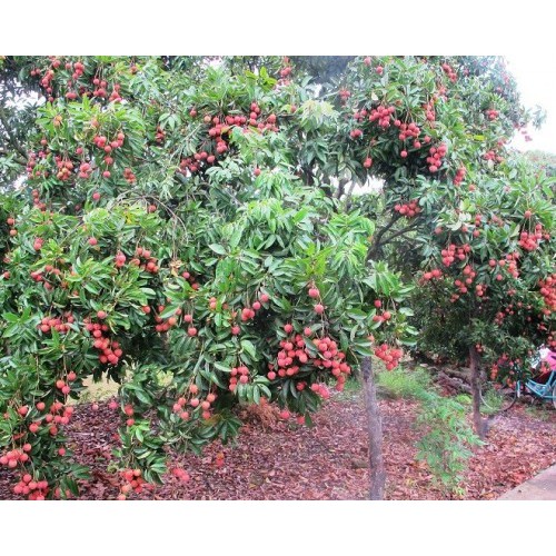 VẢI KHÔNG HẠT CÂY GIỐNG+ (500g) phân thỏ hữu cơ
