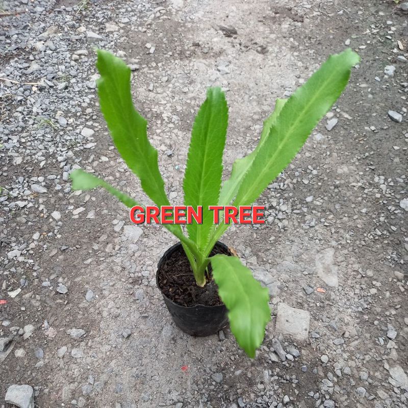 Cây giống ngò gai(mùi tây)