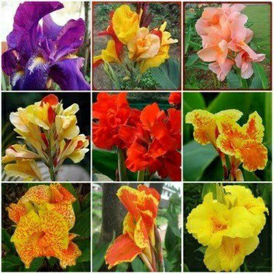hạt giống hoa chuối cảnh nhiều màu.