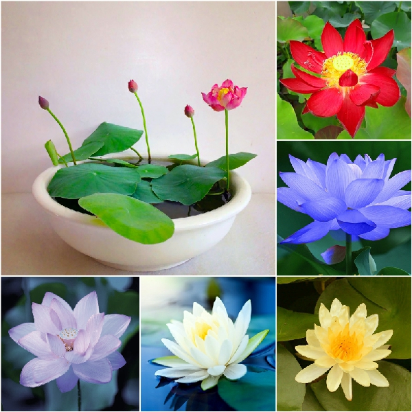 Hạt Giống Hoa Sen Nhật Mini - Gói 5 Hạt