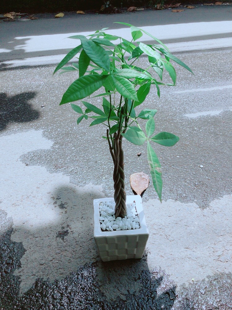 Chậu Kim Ngân Thắt Bính Mini