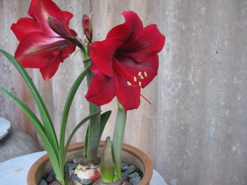 Củ giống hoa lan huệ đỏ nhung - 1 củ