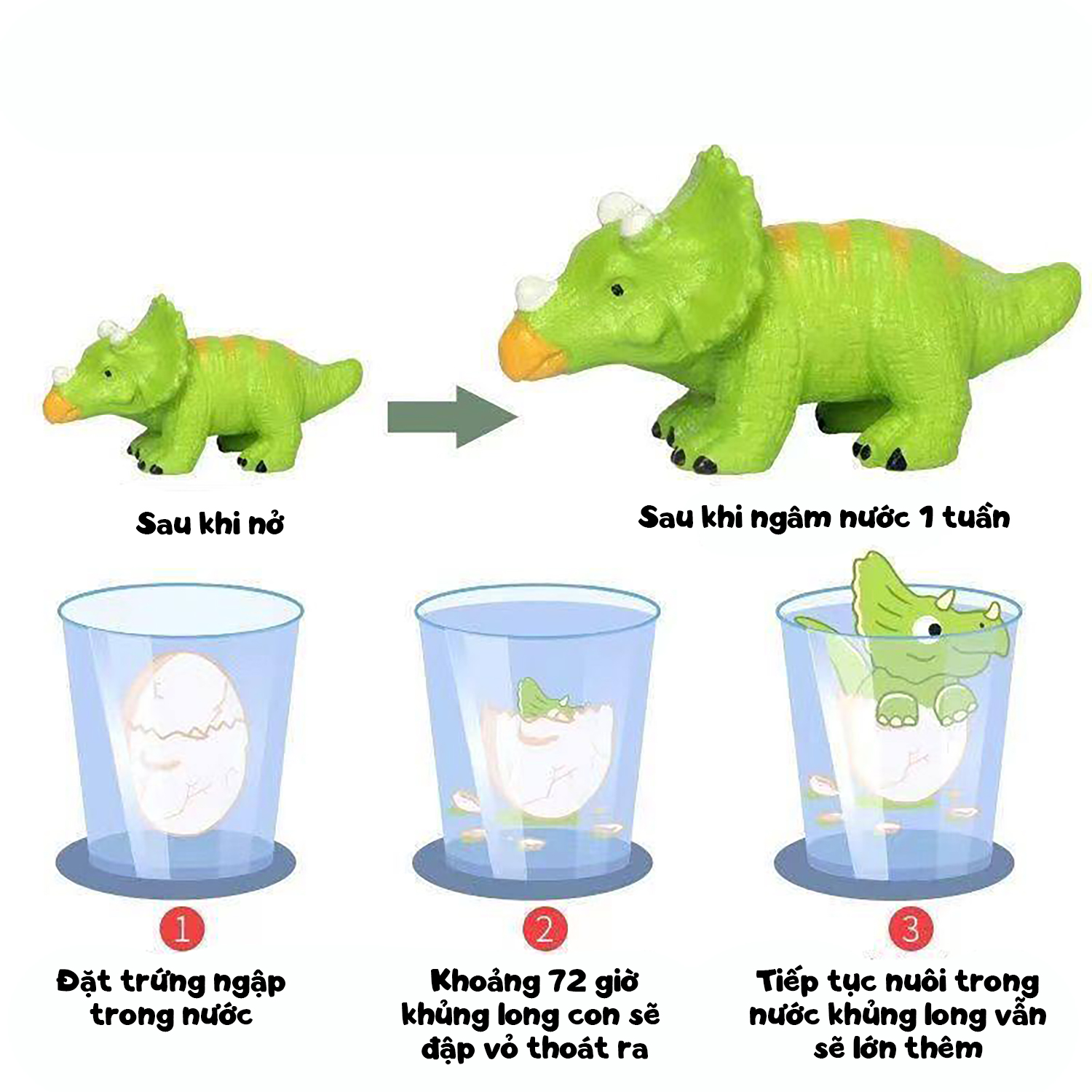 Trứng khủng long tự nở trong nước size lớn