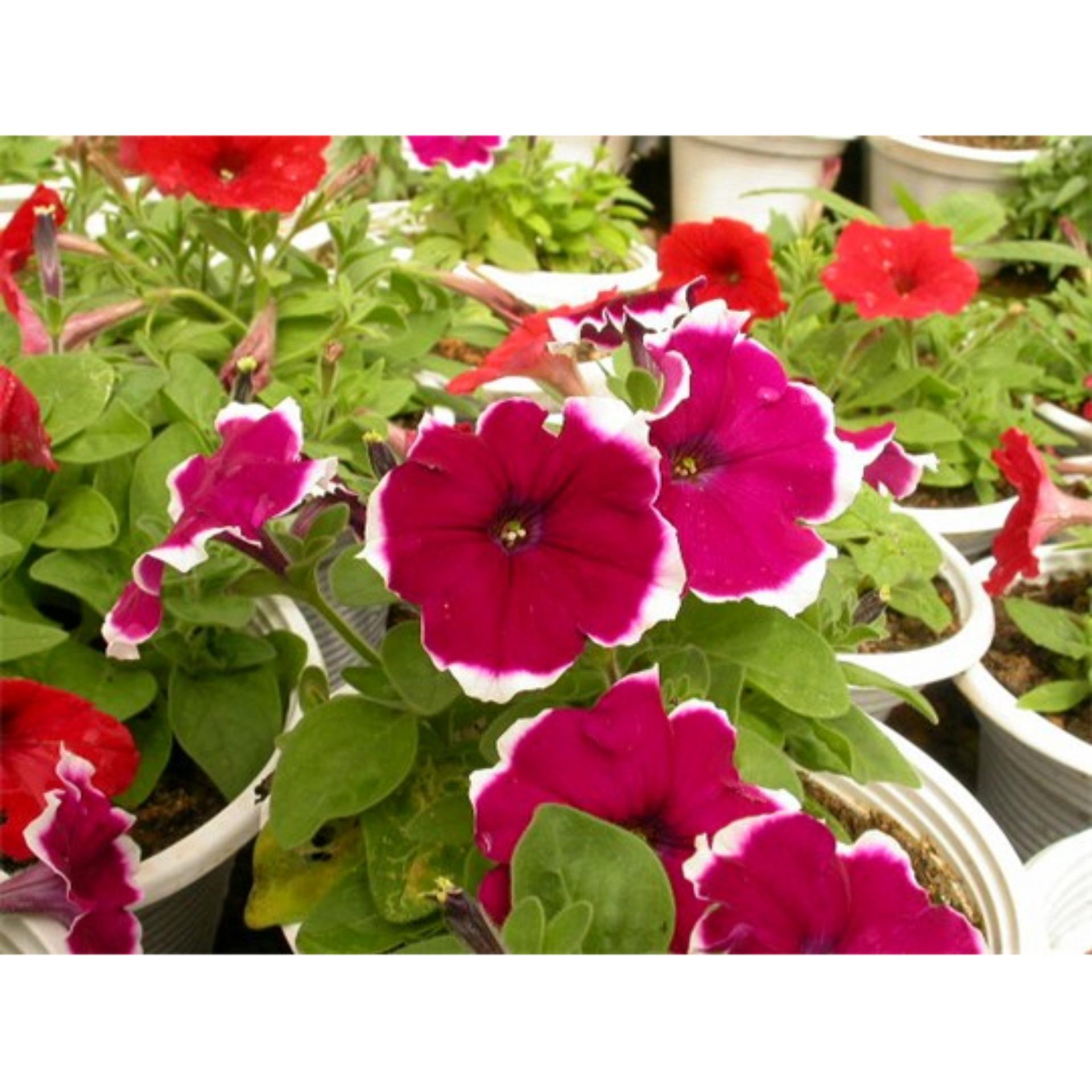 50 Hạt giống Dạ yến thảo viền mix (tặng Kích nẩy mầm, Hướng dẫn ươm)