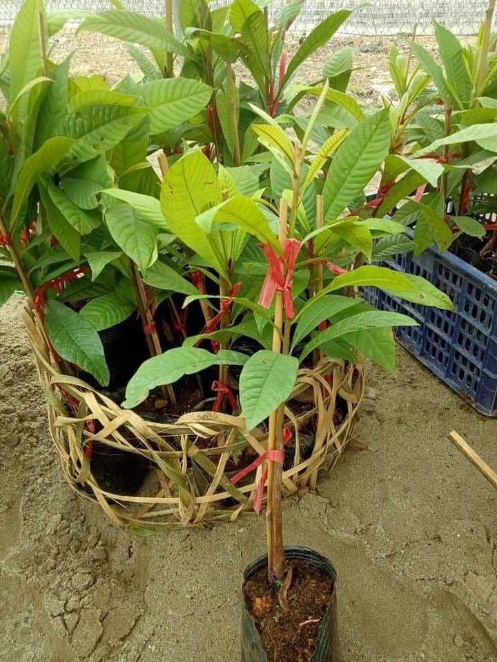 Hồng xiêm ruột đỏ thái lan, cây cao 0,4m trở lên, dòng quả cực to cực ngon bán rẻ xả lỗ