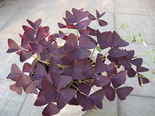 combo 10 củ hoa bướm đêm
