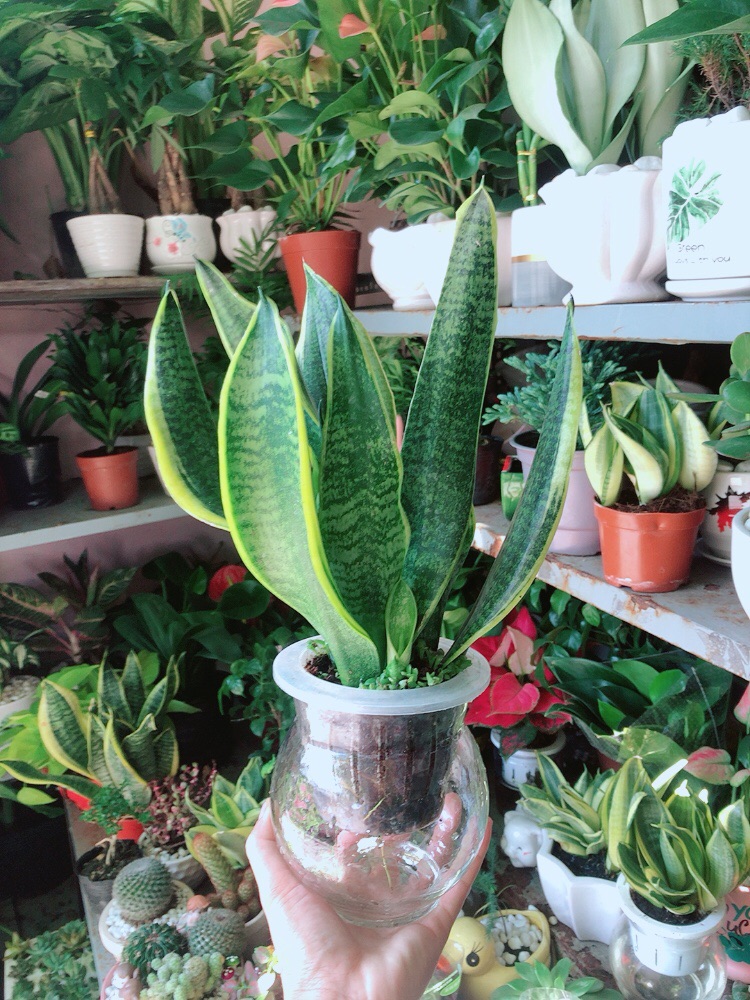 Chậu Lưỡi Hổ Vàng Thuỷ Canh