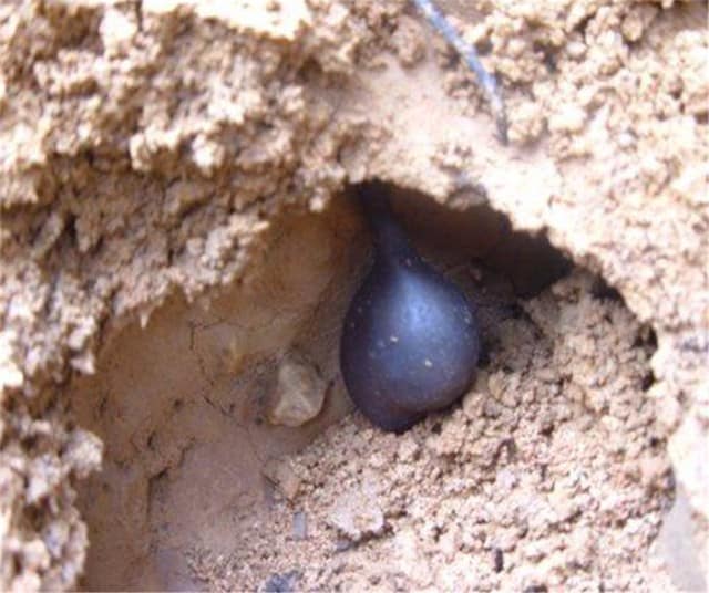 Xylaria Nigripes