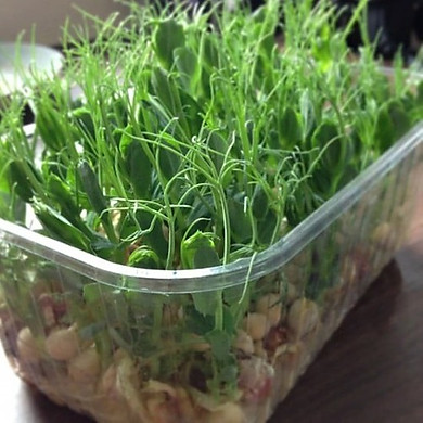 Hạt Giống Rau Mầm Đậu Hà Lan
