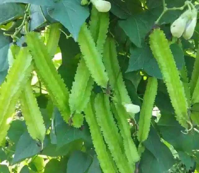 HẠT GIỐNG ĐẬU RỒNG gói 15 gram