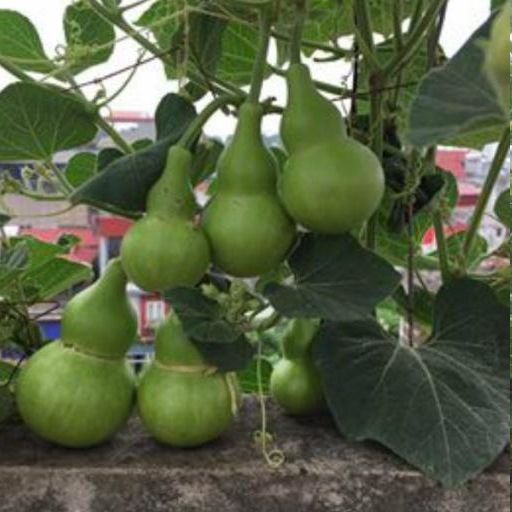 Hạt Giống Bầu Hồ Lô Năng Suất Cao (1gr)