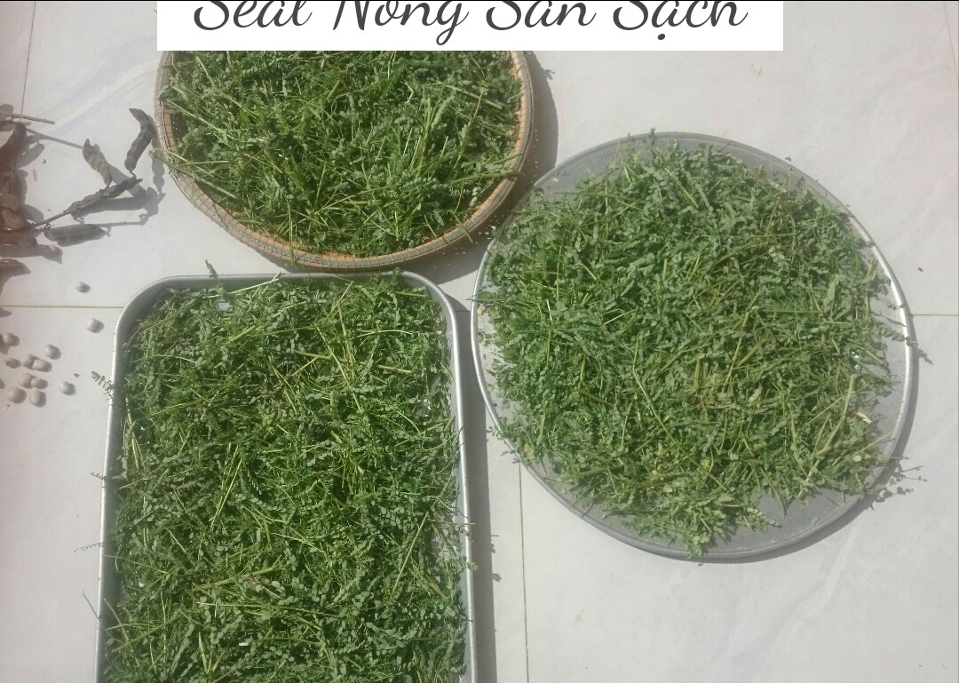 DIỆP HẠ CHÂU (Cây chó đẻ răng cưa) 200g