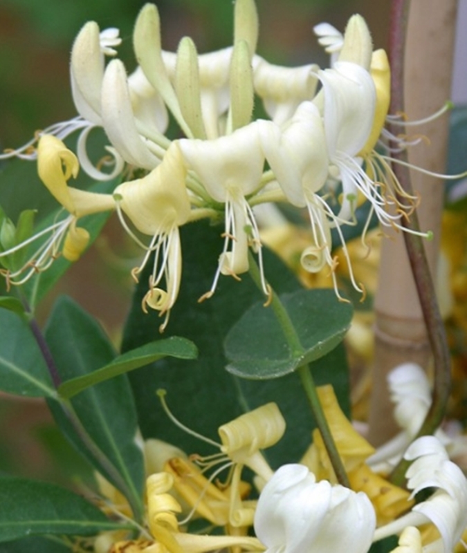Hạt giống hoa Kim ngân